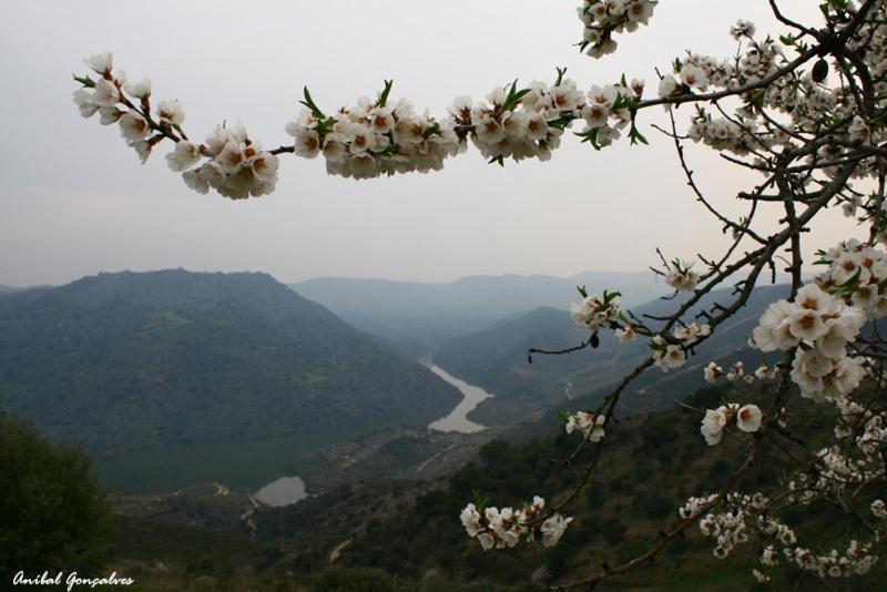 Вилла Moradias Do Douro Internacional Фрейшу-ди-Эшпада-а-Синта Экстерьер фото