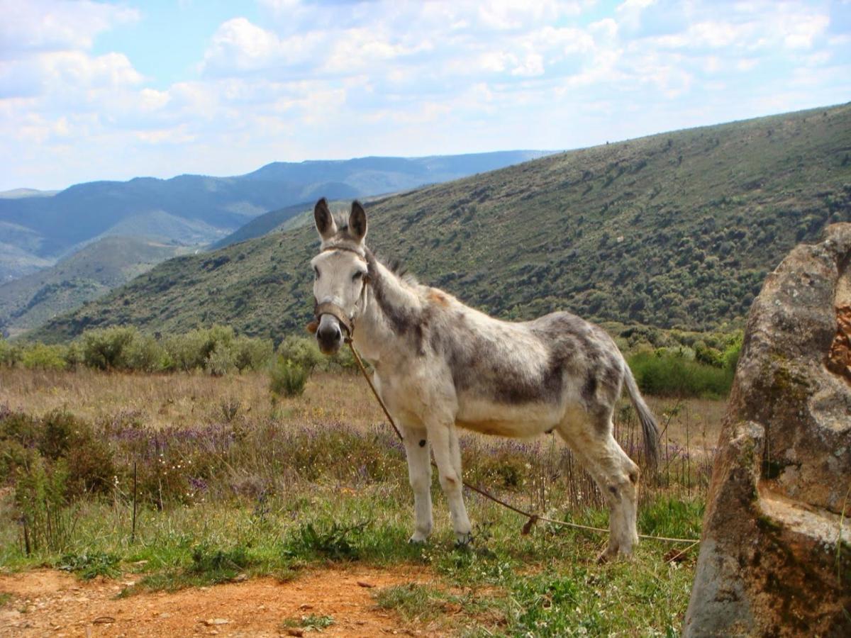 Вилла Moradias Do Douro Internacional Фрейшу-ди-Эшпада-а-Синта Экстерьер фото